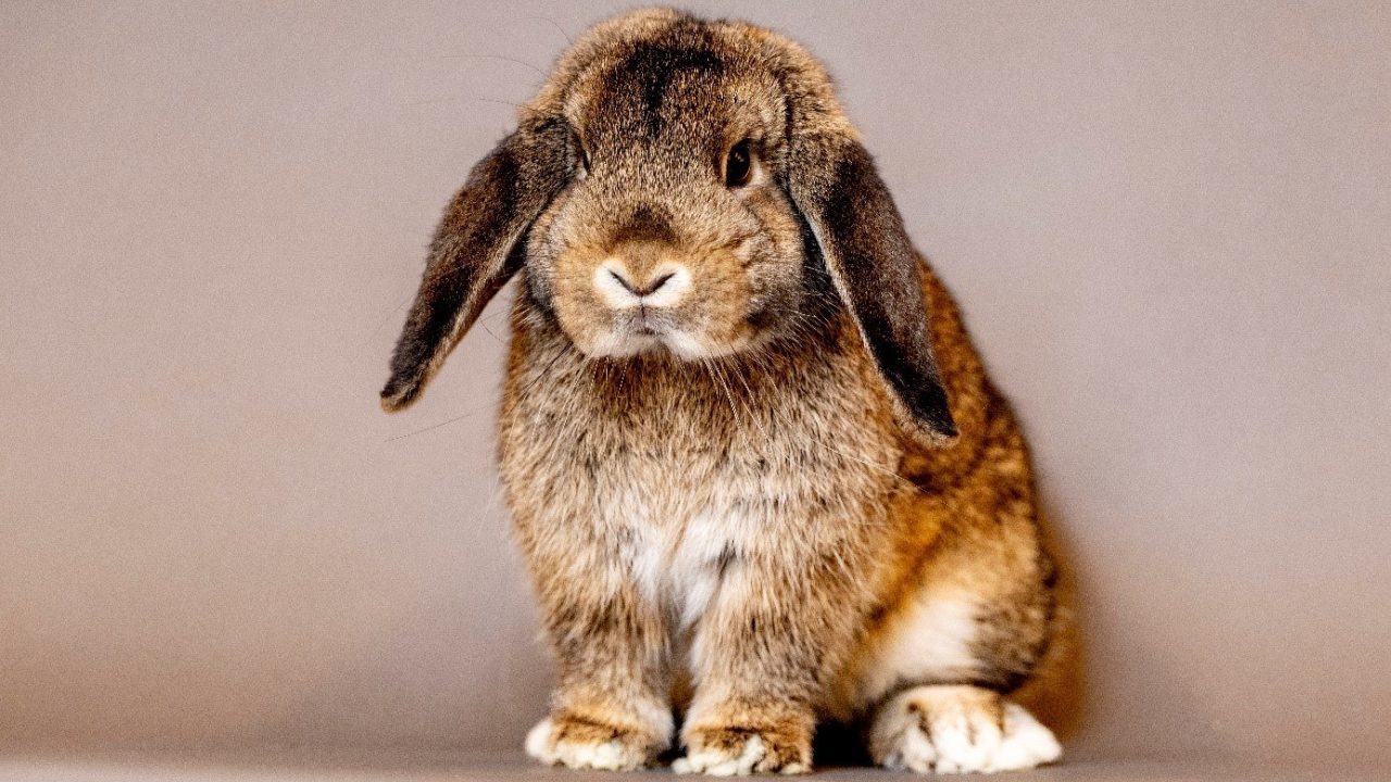 Flappie: van beste vriend tot proefkonijn