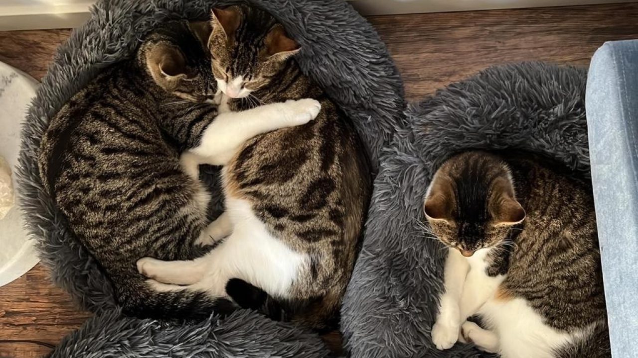 Hoe gaat het met kittens Miesje, Moos en Max?