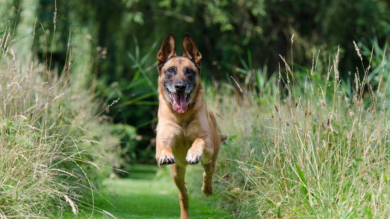 Grasaren, honden- en kattenbaasjes wees alert