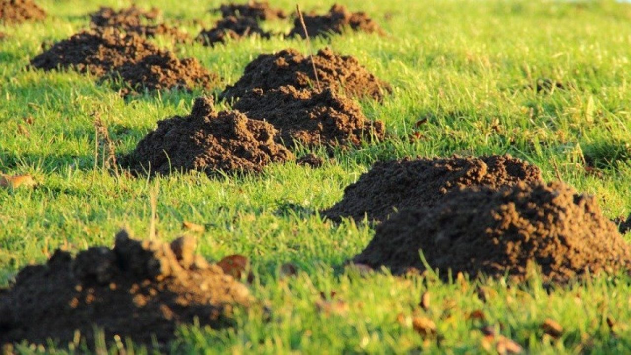Omarm de mol: een nuttig beestje