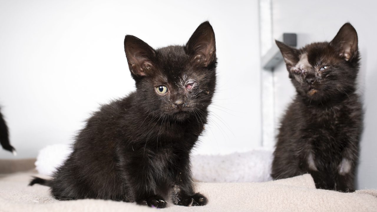 Gedumpte Gus, Muis en Poppy waren doodziek