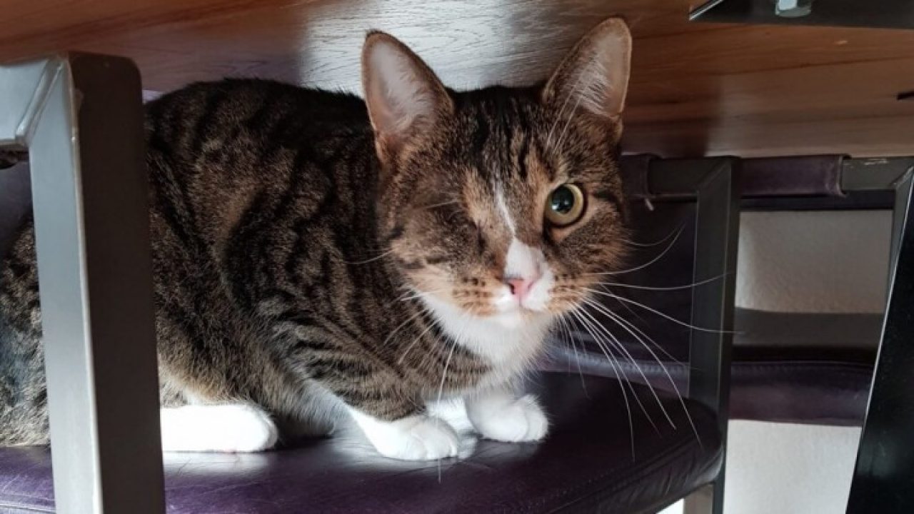 Poes Noortje werd door twee treinen aangereden