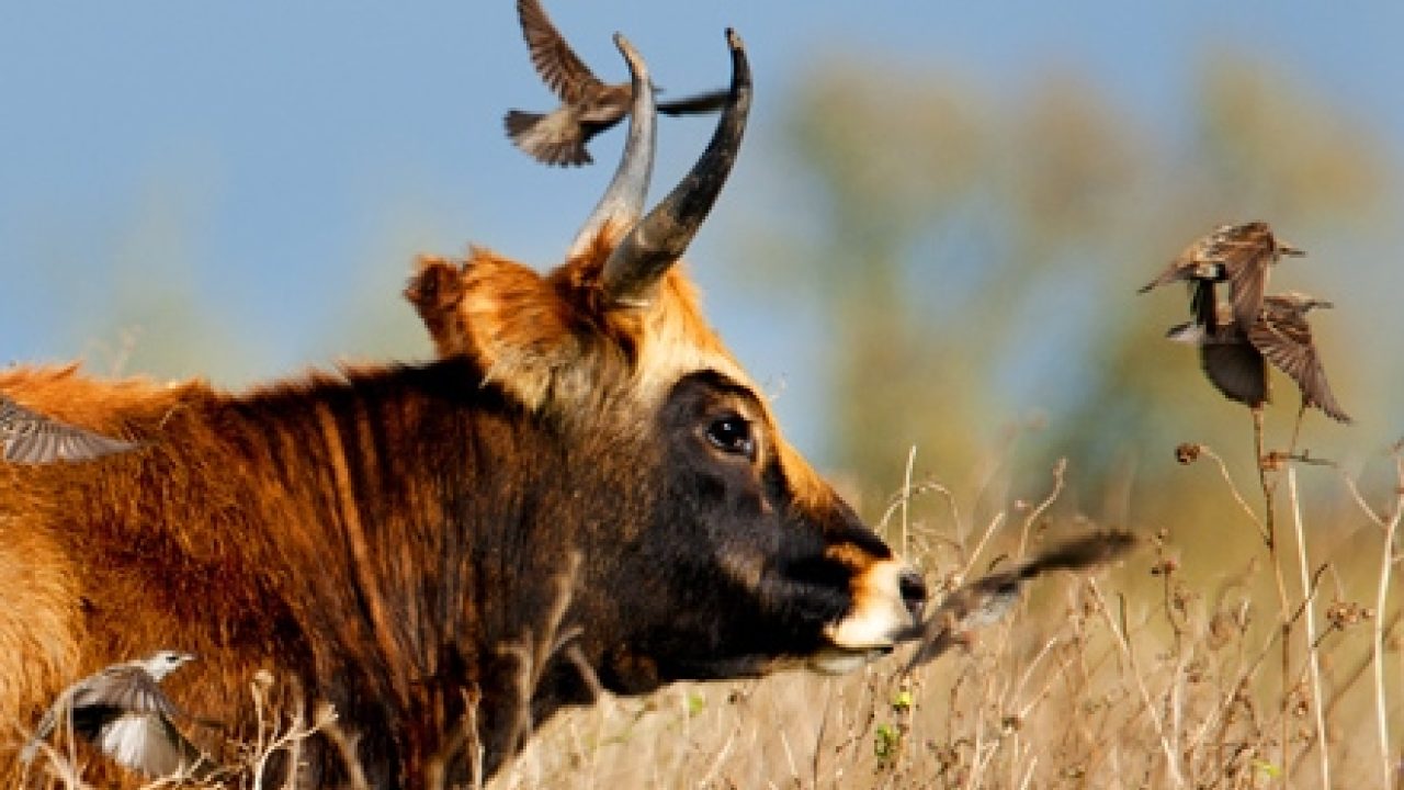Ook vogels dupe van afschot edelherten Oostvaardersplassen