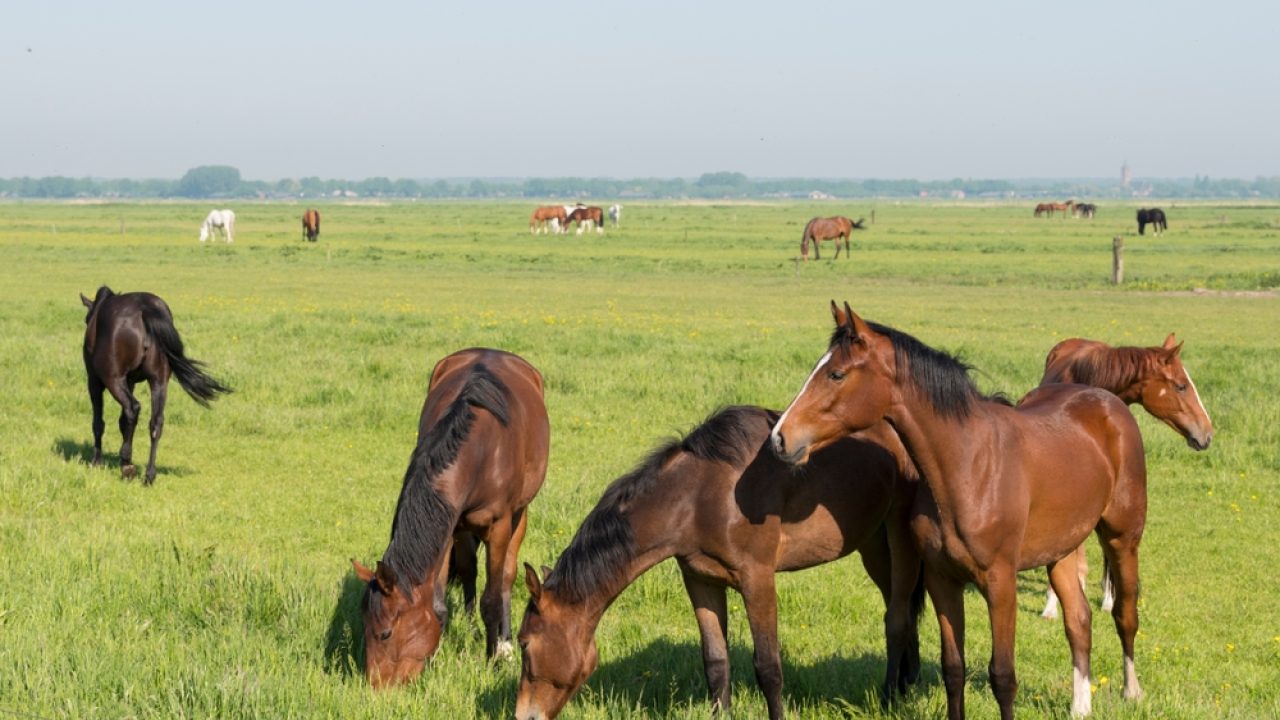 NVWA en politie nemen dieren in beslag