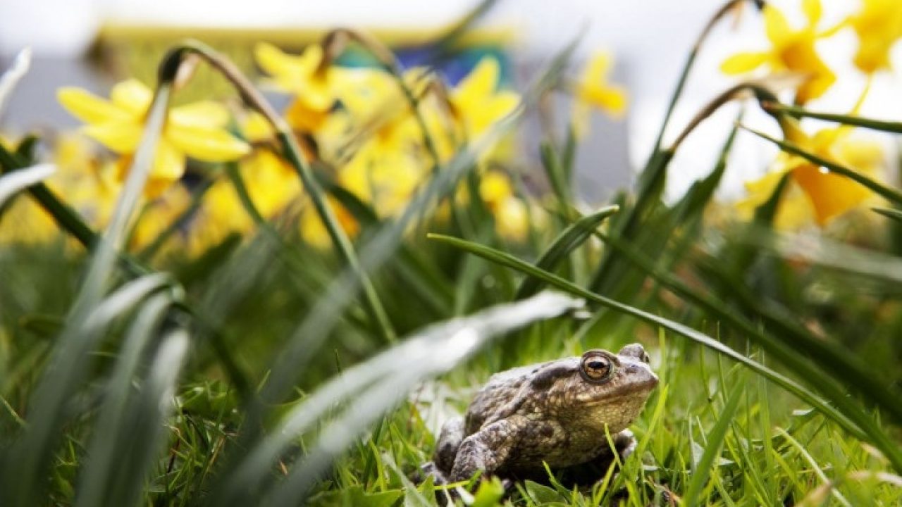 Help padden uit de put met de kikkertrap