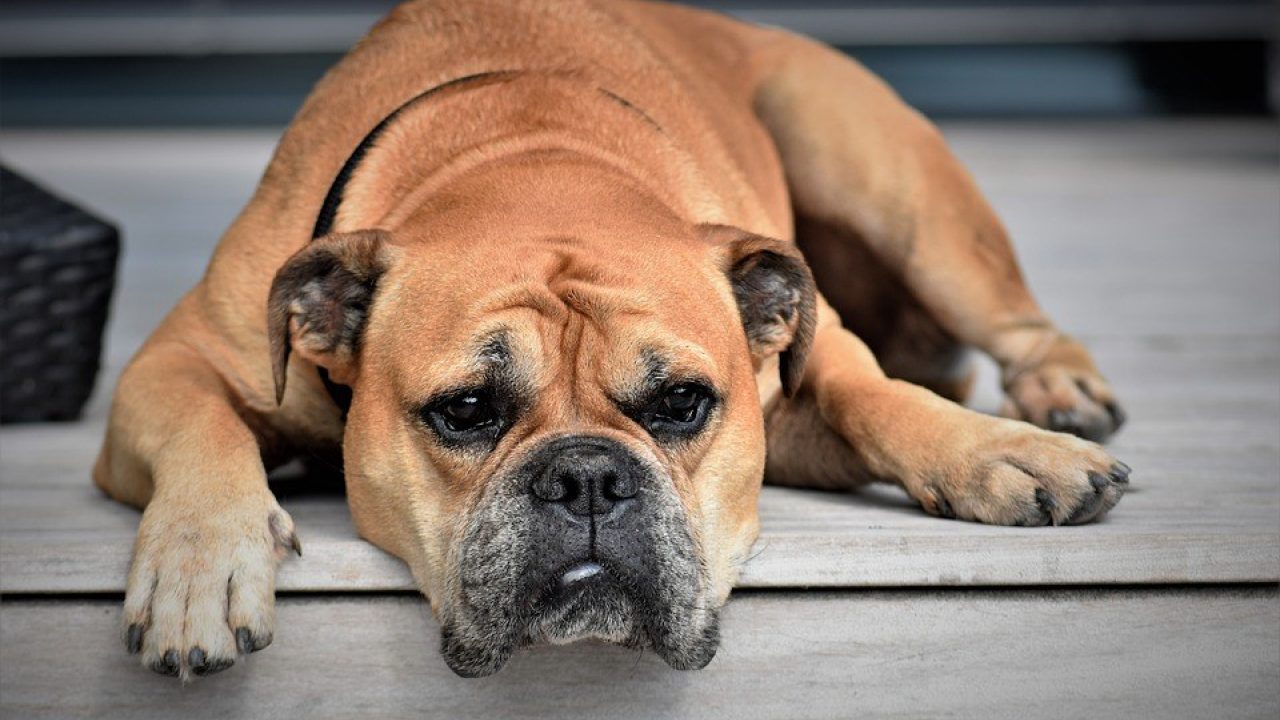 Vier kortsnuitige honden overleden door hitte