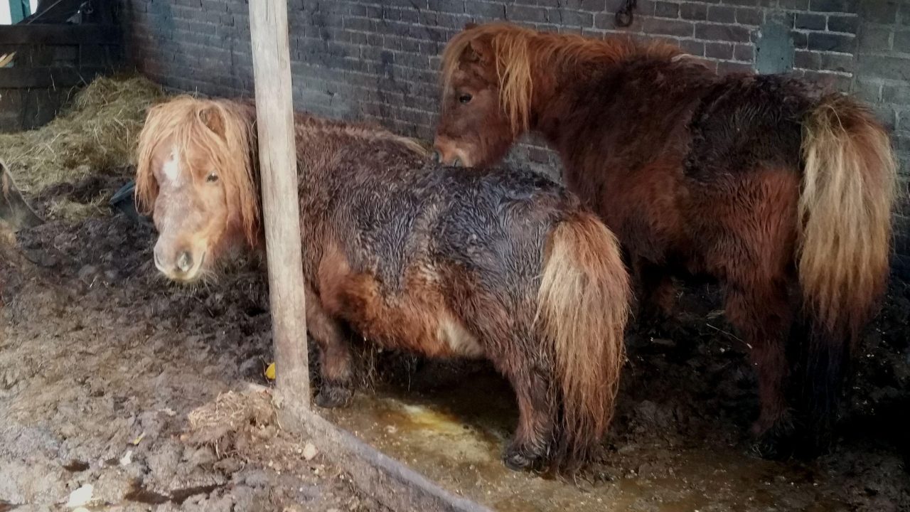 Kwart meldingen verwaarlozing gaat over paarden en pony’s