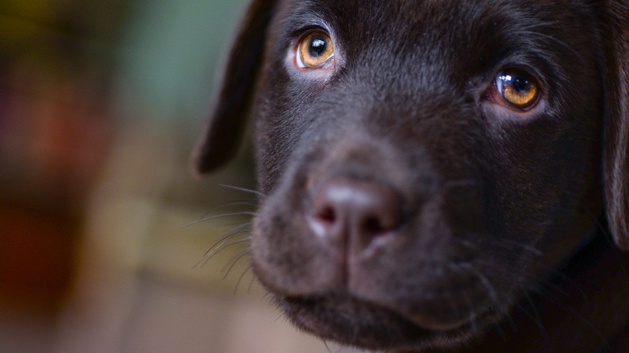 Hoe socialiseer je een pup in coronatijd?