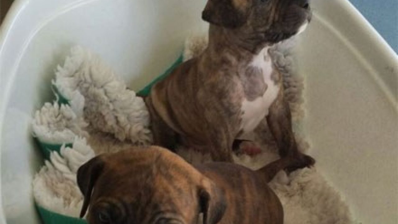 Eigenaar doet afstand van twee moederloze puppy’s