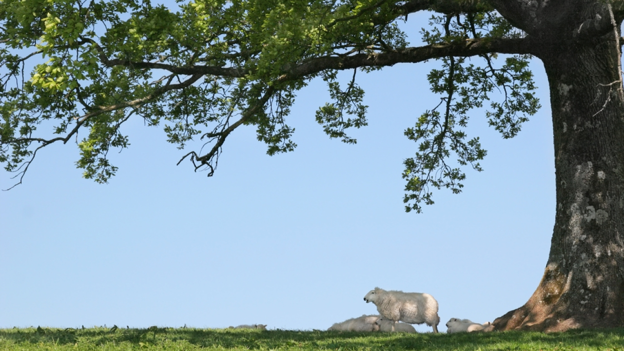 Schaduw en water voor weidedieren