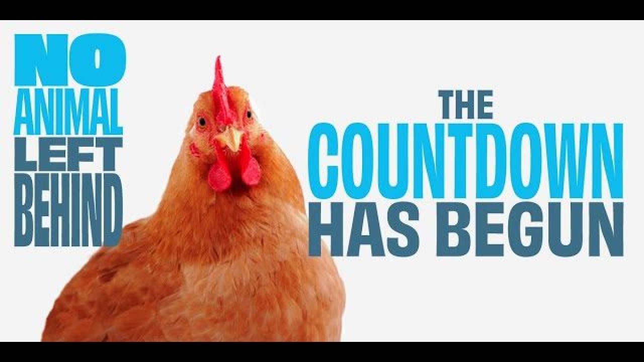 Europese Commissie wil verbod op veehouderij in kooien