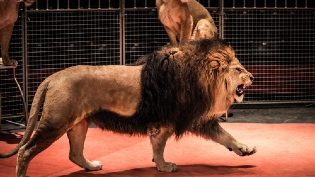 Verbod op wilde dieren in circussen