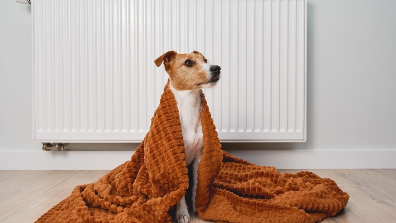 Zet jij de verwarming hoger voor je huisdier?
