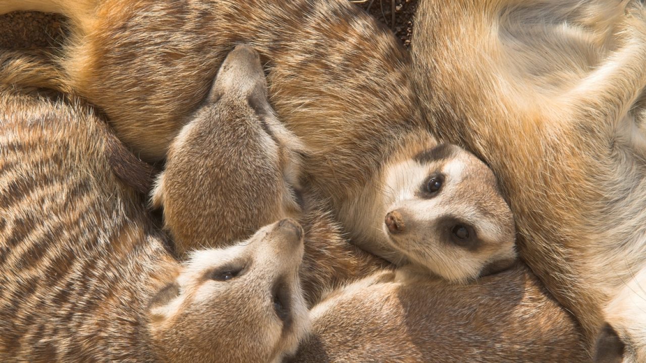 Rechtszaak over positieflijst: staat dierenwelzijn nog voorop?
