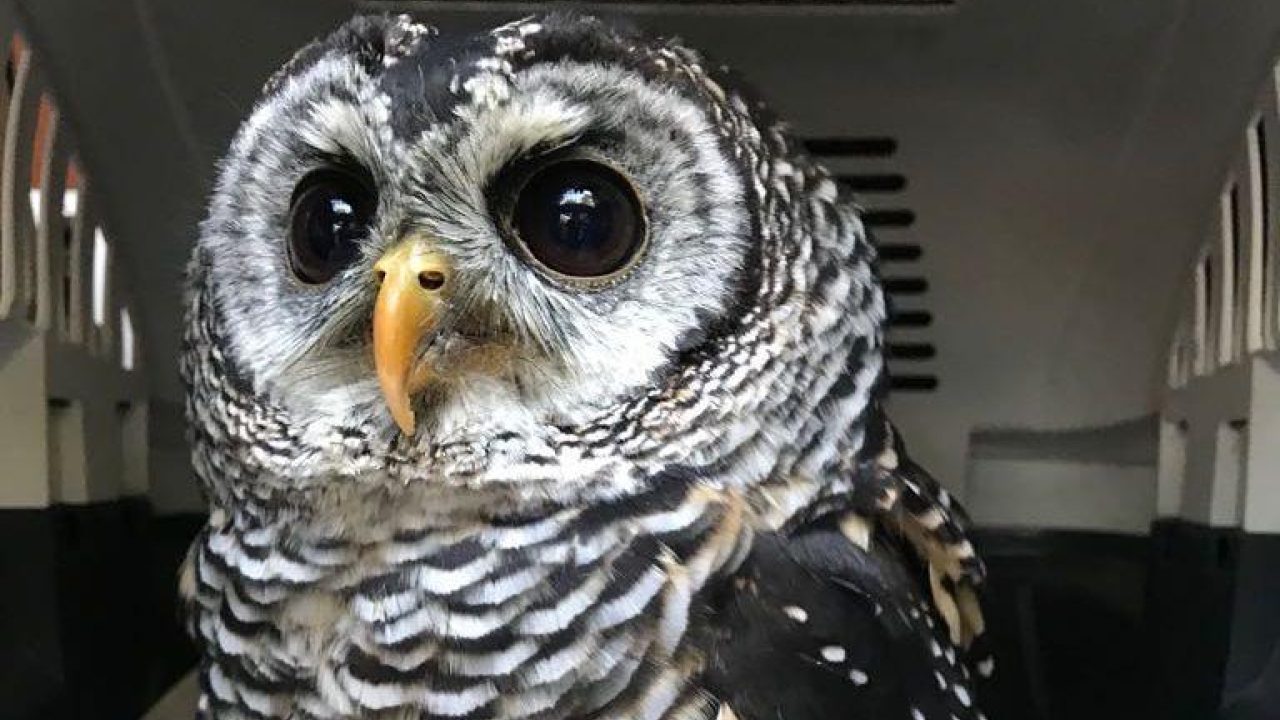 September: meer dan 100 verwaarloosde dieren gered