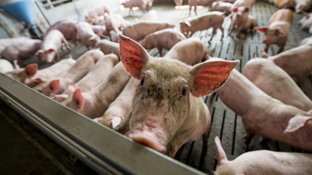 Vlees op de barbecue kan diervriendelijker