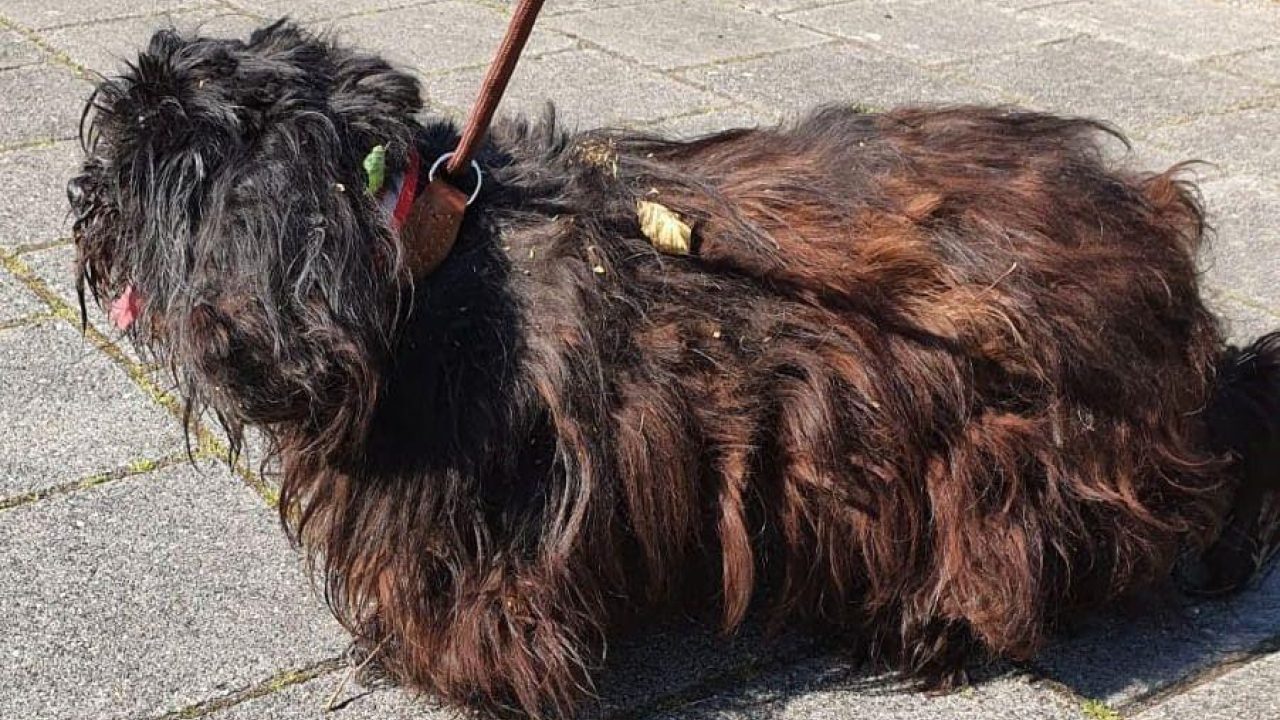 Hondje met vervilte vacht vastgebonden aan boom