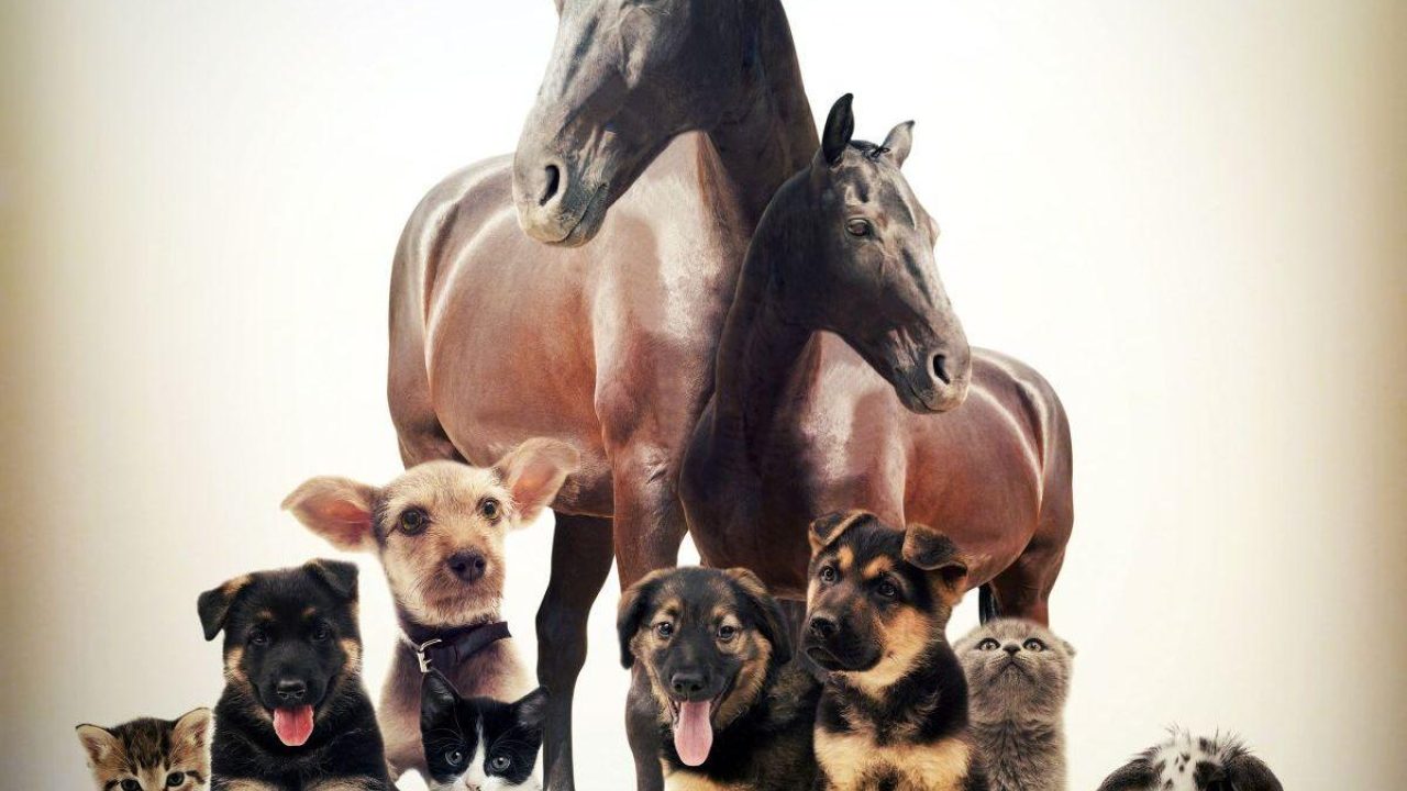 Oktober: goed nieuws voor ganzen, paarden, honden, apen...