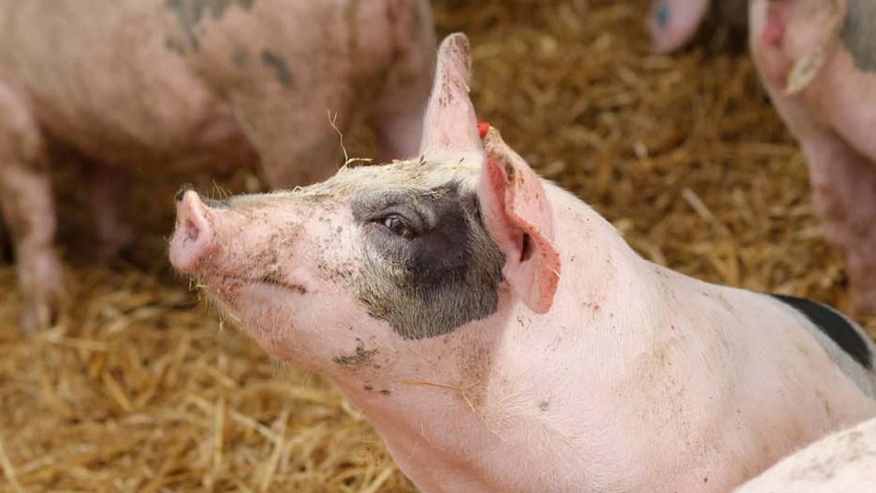 Genieten van varkens in de modder