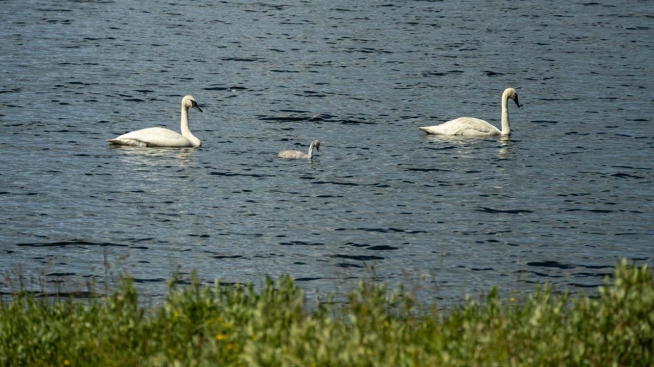 Uitslag enquête 'beschermen wilde dieren'