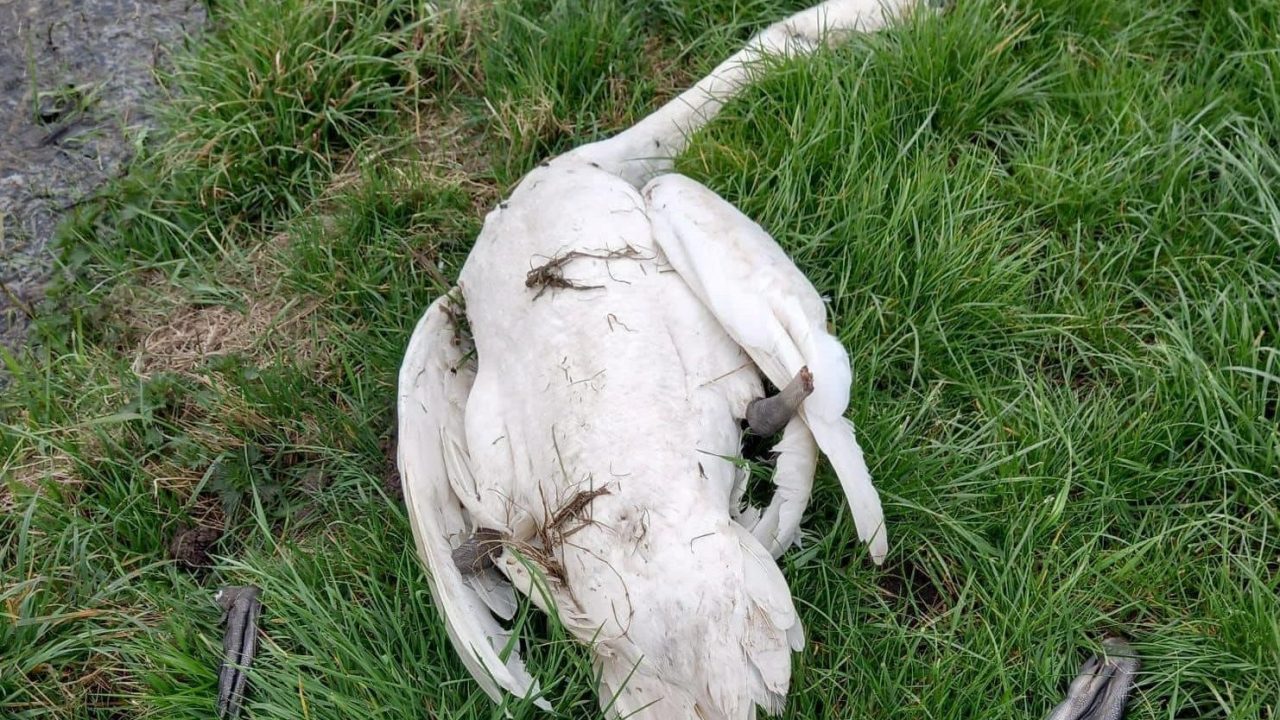 Zwanen gedood en verminkt in Zuidlaren