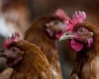 1 legkippen 3 ster geen gekapte snavel