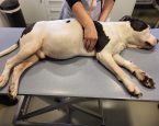 2023 03 15 Hond Ridderkerk LID