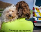 Beeld Dierenbescherming