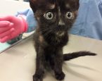 Kitten Coco