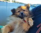 Hondje wordt vastgehouden