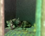 Honden Venray 3