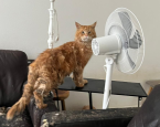 Katten Cranendonck 1