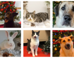 Kerstcollage Asieldieren2