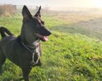 Hond Leo tijdens een wandeling