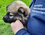 Pup Alblasserdam Rotterdam 1