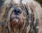 Website cover hond bob houdverbod