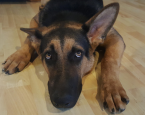 Website cover hond houdverbod bang
