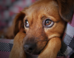 Website cover hond pup handel