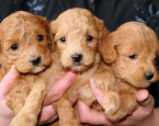 Website cover honden pups pixabay