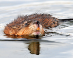 Website cover muskusrat water