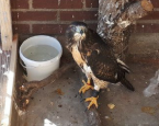 Website cover roofvogel balkon politie LID gered