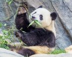 Dierentuin panda