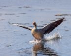 Grauwe gans dood verdrukking klein