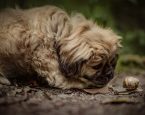 Hond slak