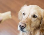 Hond bedelt om een hondenbrokje