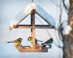 Vogeltjes op een vogelhuisje