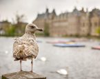Meeuw voor de Tweede Kamer in Den Haag