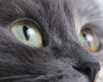 Close-up foto van een kat