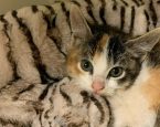 Kittenactie crowdfunding 2