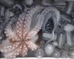 Octopuskweek